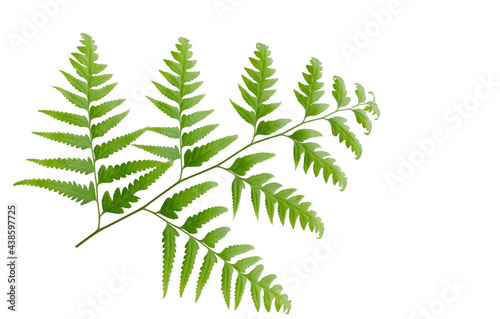 Fern isolated on white background  Wart fern leaf  Ornamental foliage  with clipping path