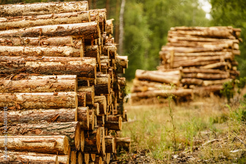 Pile of wood wooden logs in forest Pile of wood wooden logs in forest