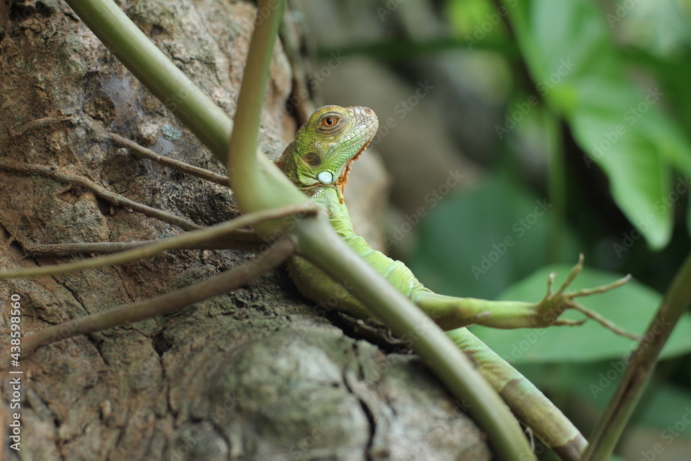 Fototapeta premium Cute animal, an iguana is relaxing on a tree.