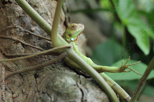 Cute animal, an iguana is relaxing on a tree.
