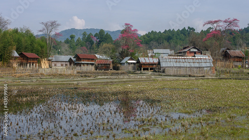 Landscape view of Apatani tribal village in spring with beautiful bright pink blooming trees reflection in water and forested mountain background, Ziro, Arunachal Pradesh, India