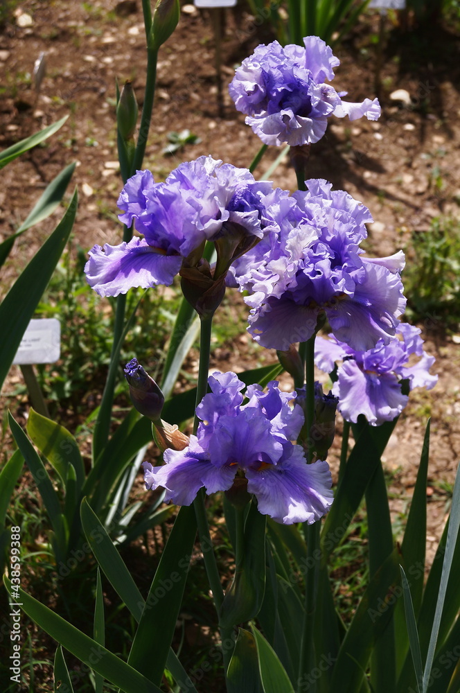 Purple iris with white undertones Purple iris with white undertones