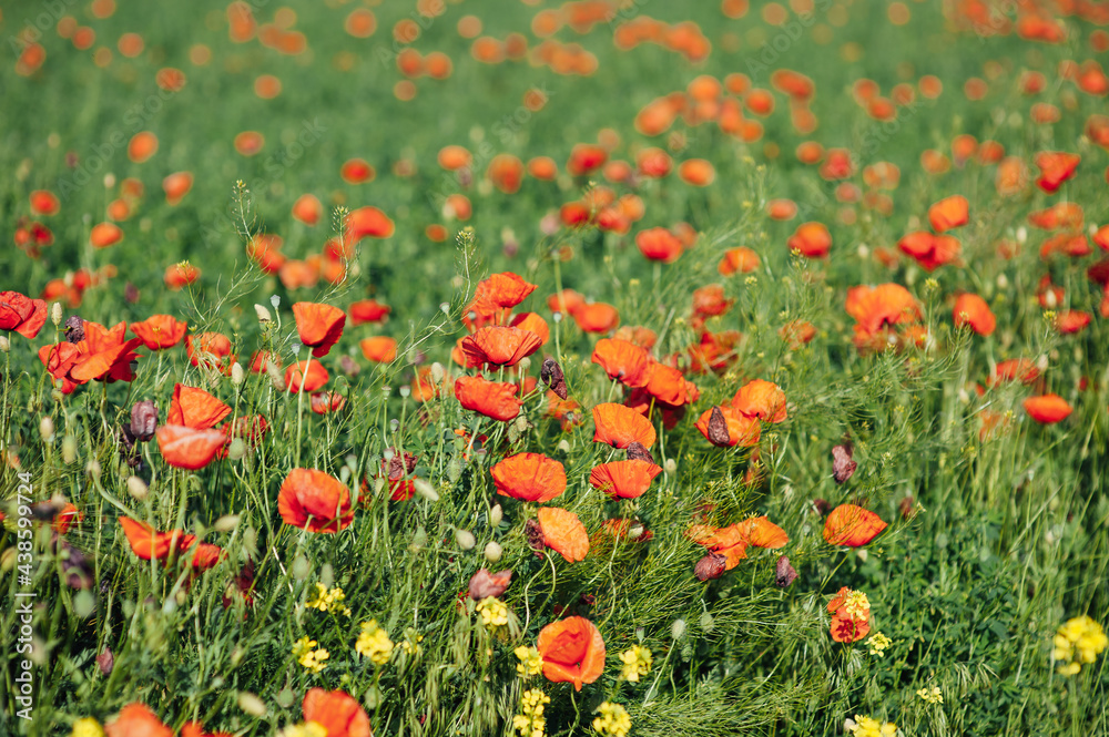 Beautiful poppies on the green bank of a sloping field in the English countryside in high summer Beautiful poppies on the green bank of a sloping field in the English countryside in high summer