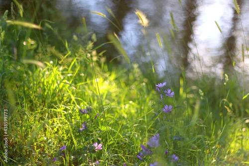 Wild plants growing by near a river, illuminated by warm sunlight. Selective focus.