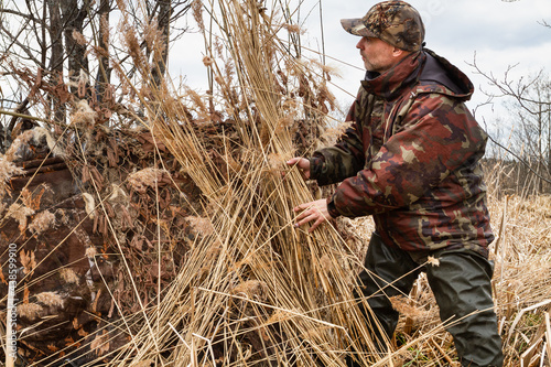 a duck hunter masks his hiding place with dry reeds
