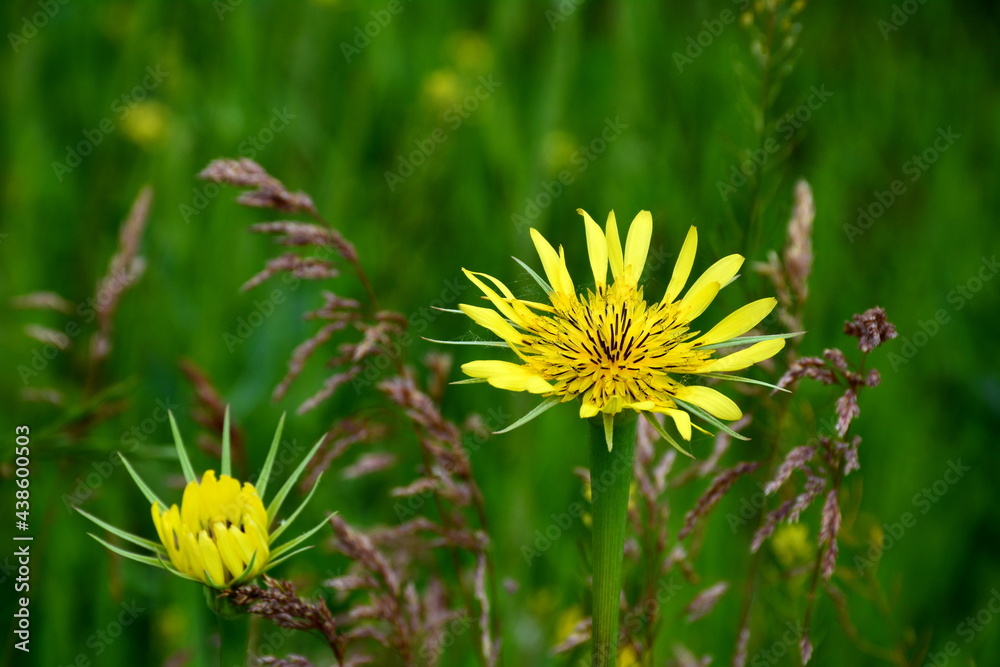 A tragopogon pratensis flower against the background of other herbs. A tragopogon pratensis flower against the background of other herbs.