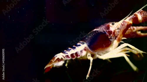 crayfish in the aquarium tank, selective focus