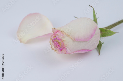single pink rose on white background. Festive gift card with copy space  layout.