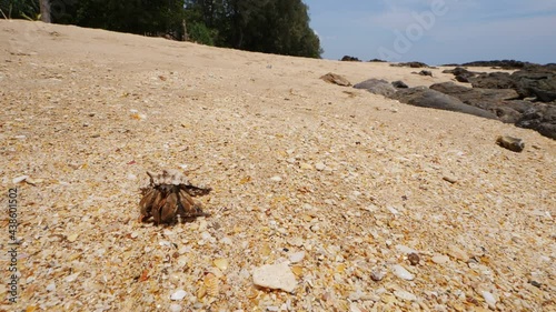 Small hermit crab slowly crawl away, carry protective shell on back. Close up shot of tiny animal at beach. Grainy sand seen on shore of tropical island of Thailand, low camera position photo