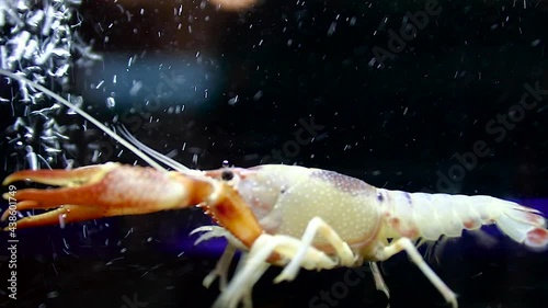 crayfish in the aquarium tank, selective focus