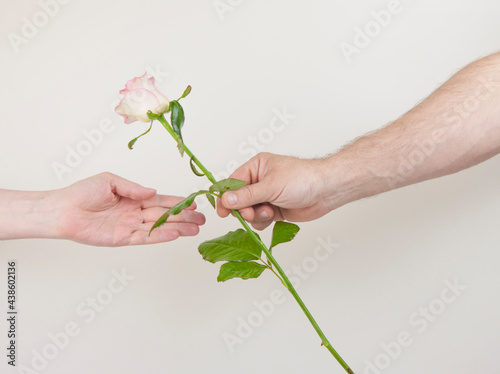 Hand of a man giving a rose to a hand of a woman with love against a white background, copy space