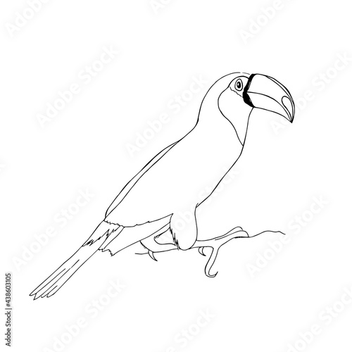 A toucan bird on a white background.Vector, manual drawing.The bird can be used in textiles,coloring books, and postcards.