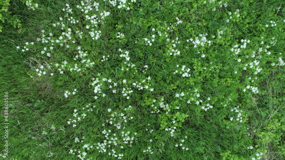 Aerial view of white flowers in a meadow on a sunny summer day Aerial view of white flowers in a meadow on a sunny summer day
