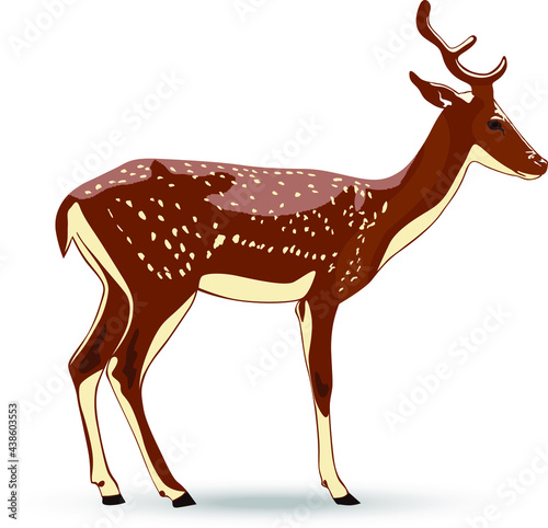 Color image of a deer vector illustration