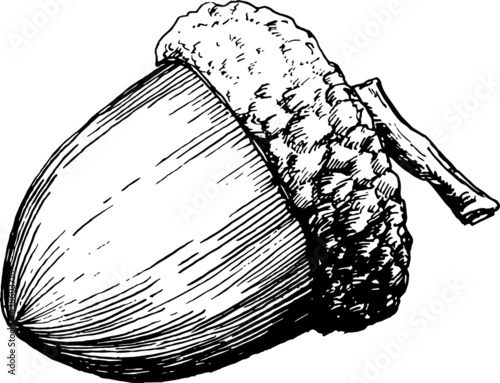 hand drawn vintage Acorn doodle monochromatic line art illustration