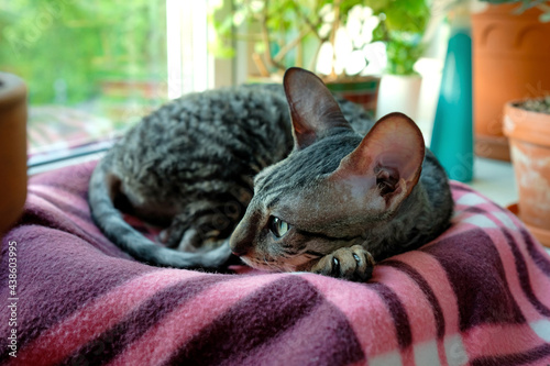 Cuadro en lienzo Cornish Rex is resting on a blanket on the windowsill