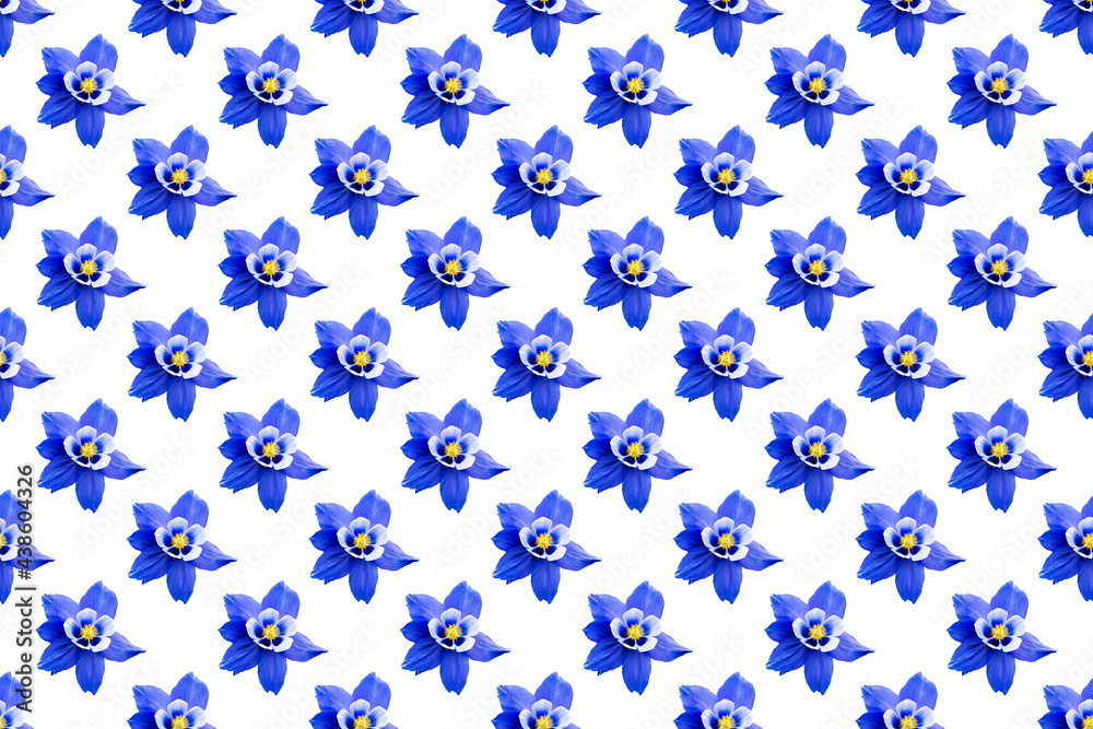 Seamless floral pattern of blue columbine flowers on white background. Flat lay. Seamless floral pattern of blue columbine flowers on white background. Flat lay.