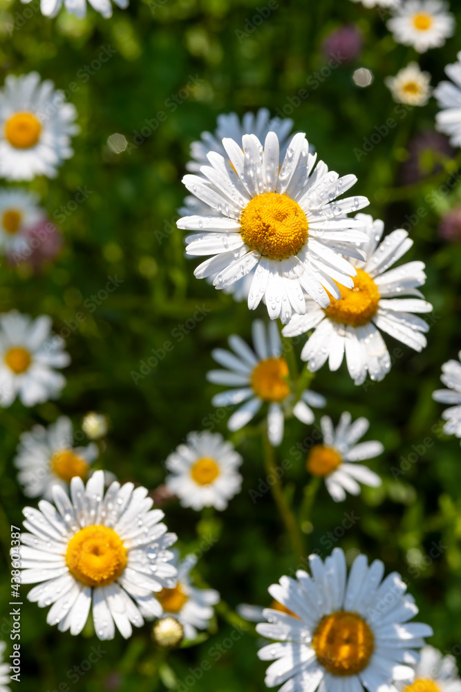 a flowery meadow with marguerites (Leucanthemum vulgare) a flowery meadow with marguerites (Leucanthemum vulgare)