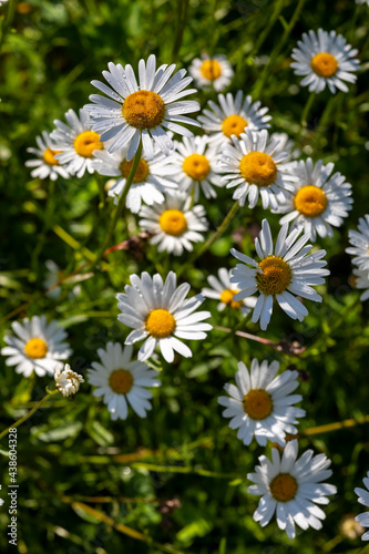 a flowery meadow with marguerites  Leucanthemum vulgare 