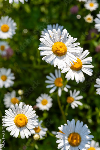 a flowery meadow with marguerites  Leucanthemum vulgare 