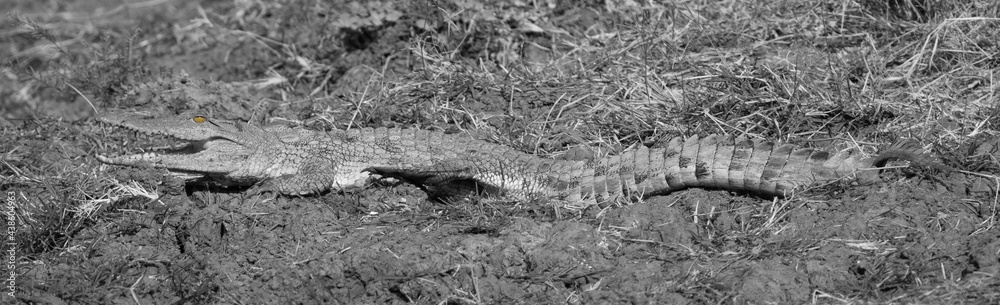 Black and white image of an African crocodile with mouth open ,when only the eye is in its real color. Black and white image of an African crocodile with mouth open ,when only the eye is in its real color.