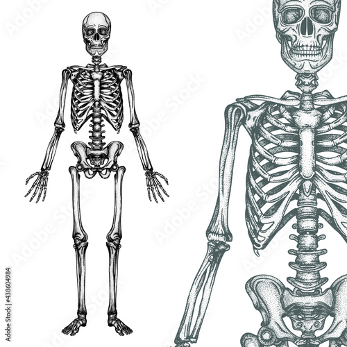 Human skeleton engraving, vintage style vector illustrations set. Part of human hand drawn skeleton.