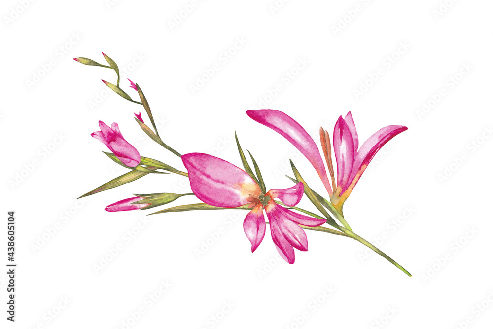 Pink wildflower gladiolus on stem with leaves and buds. Realistic natural illustration of summer flowers. Watercolor hand painted isolated element on white background.