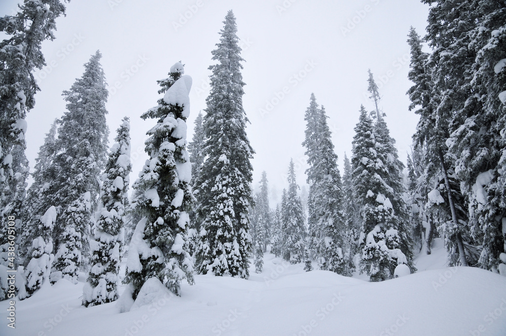 Fototapeta premium winter forest in the snow
