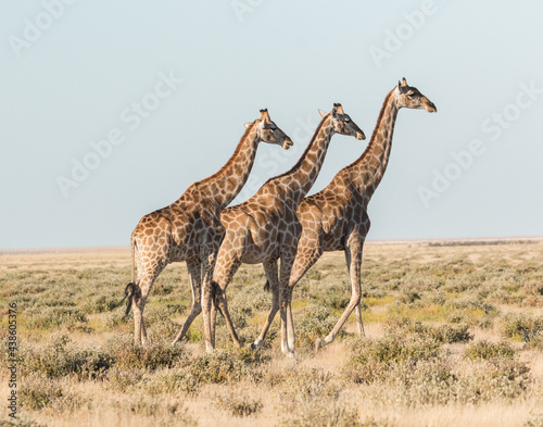 3 giraffes walking synchronically and parallel through savannah in ethosa © Miguel