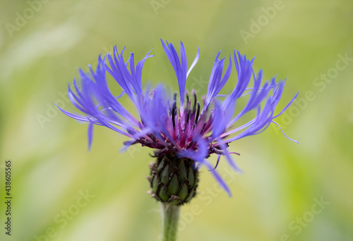 closeup of blue knapweed blossom against blurry green background photo