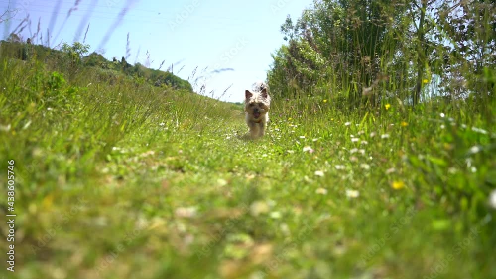 Adorable 1 year old Yorkshire dog running towards the camera, on a meadow path Adorable 1 year old Yorkshire dog running towards the camera, on a meadow path
