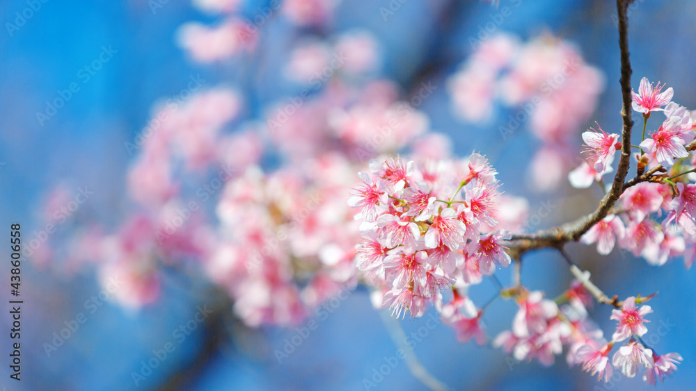 Beautiful Pink Cherry Blossom on nature background, Sakura flower blooming Beautiful Pink Cherry Blossom on nature background, Sakura flower blooming