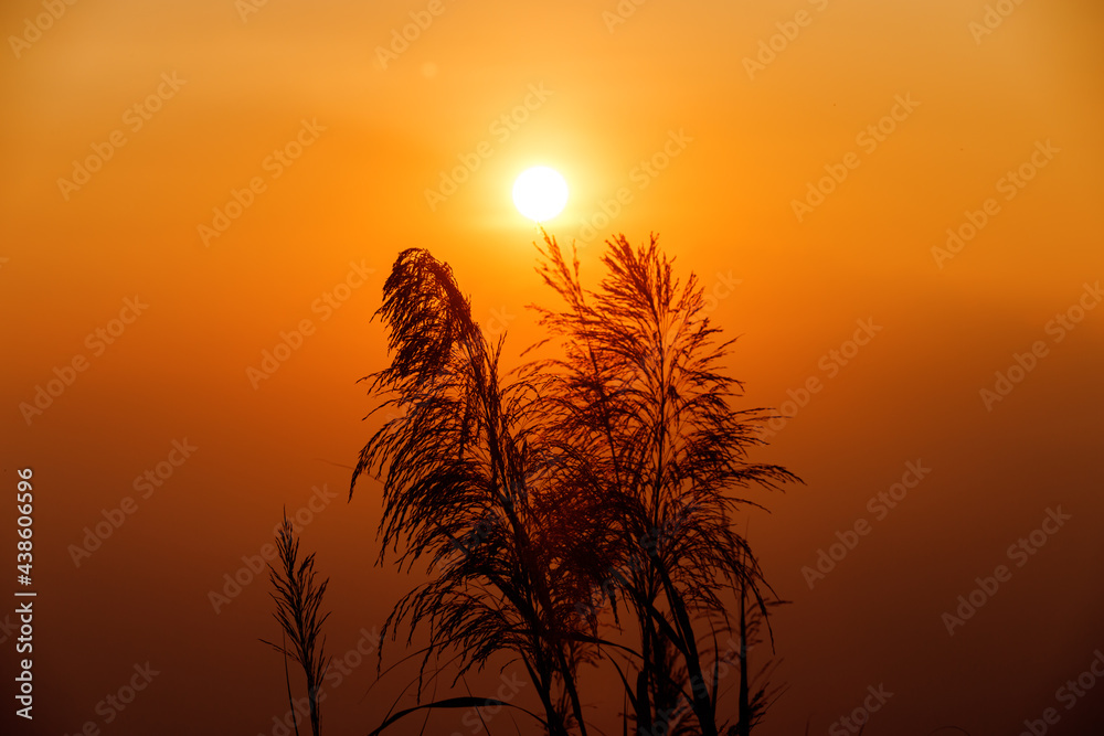 silhouette glass flower at sunset silhouette glass flower at sunset