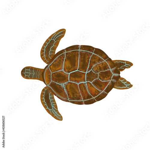 digital drawing of an aquatic animal - sea turtle