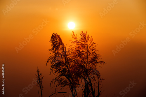 silhouette glass flower at sunset