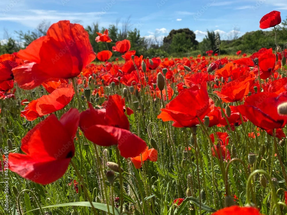 Obraz premium champs coquelicots