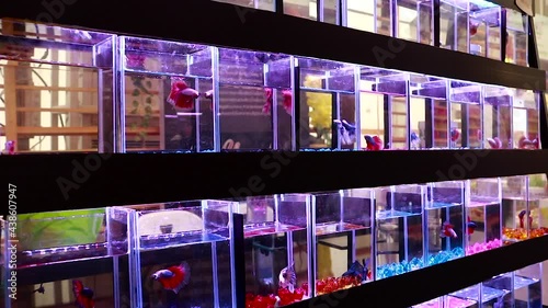 Colorful fight fish with beautiful tails in the Colorful betta fish with beautiful tails in the glass jar