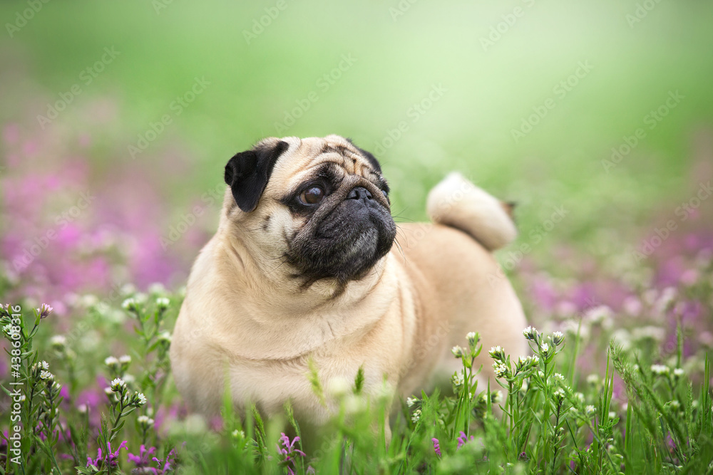 Pug in pink spring meadow