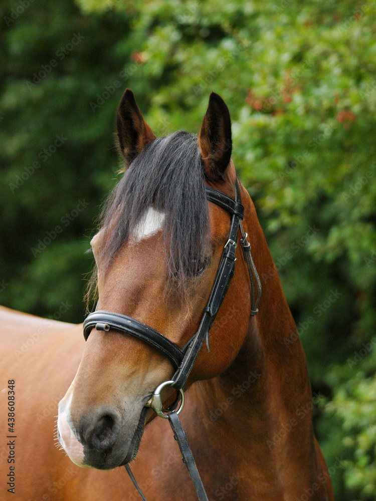 Fototapeta premium Bay Horse Headshot