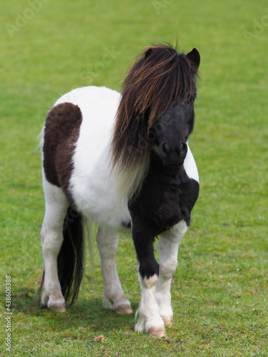 Tablou pe pânză Cute Shetland Pony