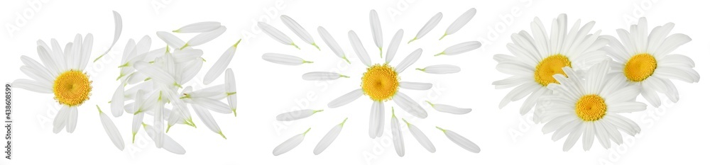 Fototapeta premium chamomile or daisies isolated on white background with full depth of field. Set or collection.