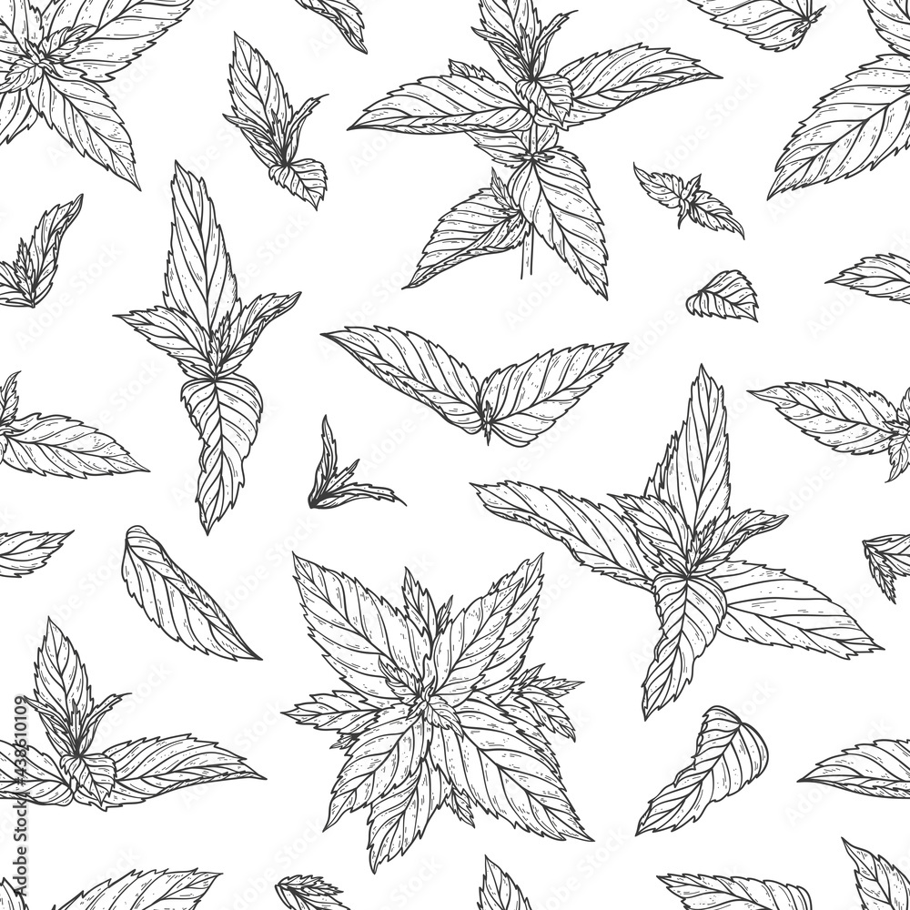 Peppermint Leaves Seamless Pattern. Floral Background with Hand Drawn