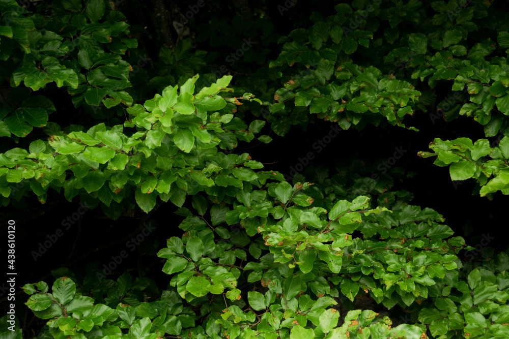 Background with dark green leaves with bokeh background, fresh flat background. Flat lay backdrop. Nature concept