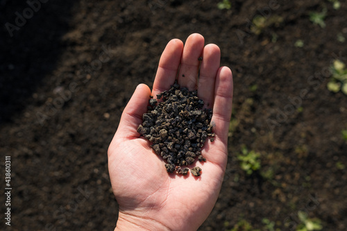 Slika na platnu close up of hand holding dark brown volcanic soil outdoors