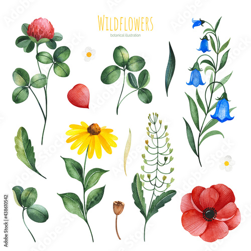 Watercolor Summer collection with leaves,twigs,poppy,branches,bellflower,clover flower. Botanical set of wildflowers.Perfect for wallpapers,stickers,scrapbooking,invitations,print and more