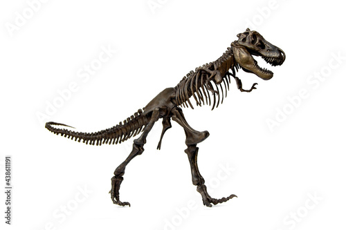 Fossil skeleton of carnivorous dinosaurs Tyrannosaurus Rex   t-rex   isolated on white background.