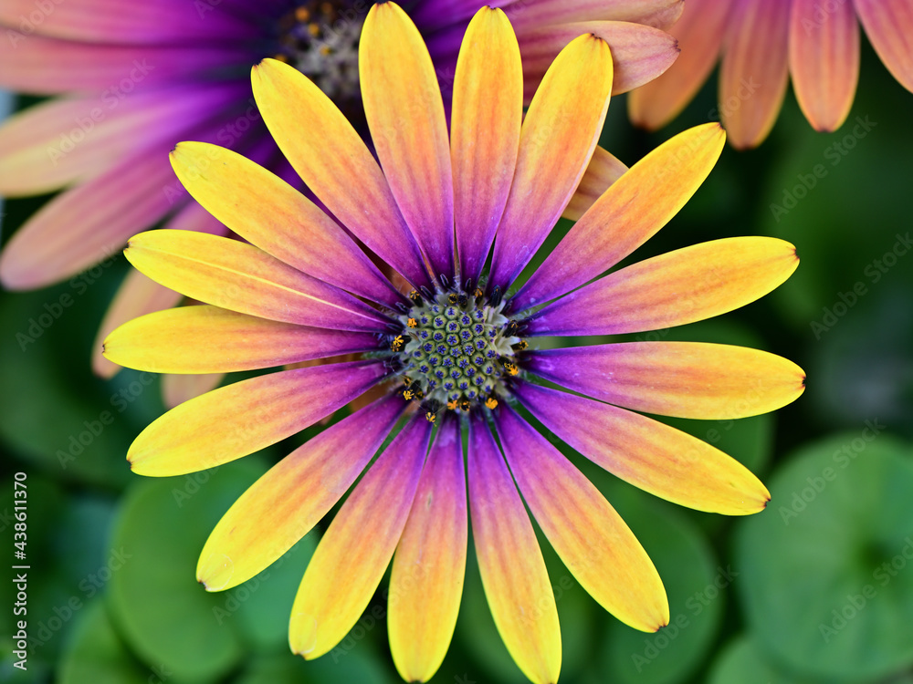  osteospermum daisy like purple and yellow flower