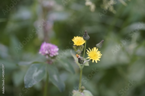 yellow flower