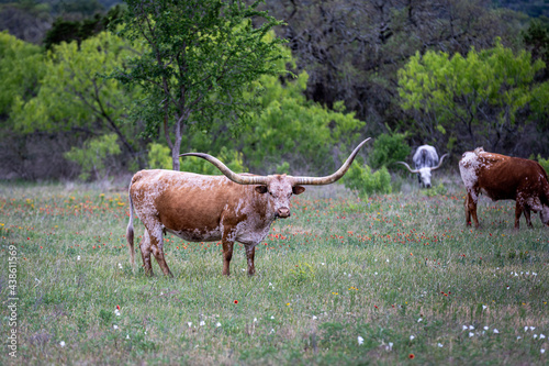 herd of texas longhorn cattle. Red and white cow with impressive horns.