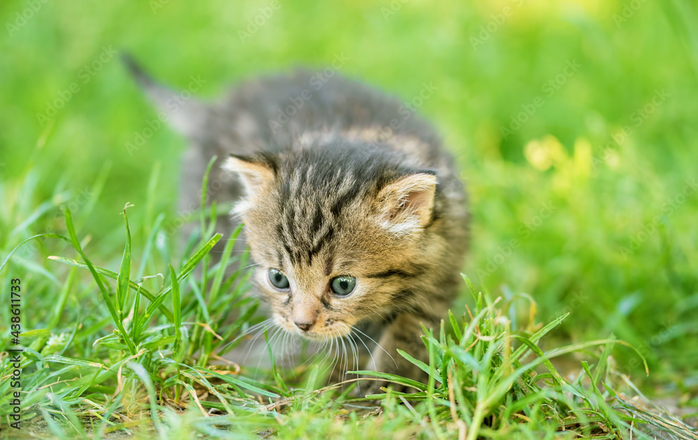 Closeup photo of a little cat in the garden